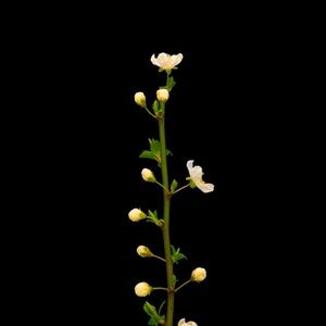 Meet your Posher, Addie